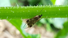 Keroplatus tipuloides