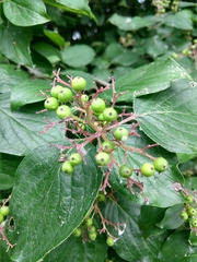 Cornus drummondii