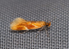 Epicallima formosella