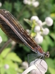 Calopteryx virgo
