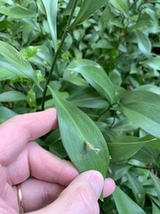 Ruscus