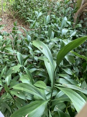 Ruscus