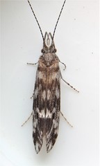 Ceraclea transversa