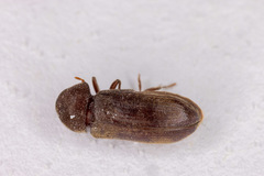 Oligomerus ptilinoides
