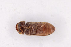 Oligomerus ptilinoides