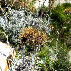 Berkheya francisci