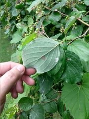 Cornus drummondii