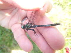 Somatochlora alpestris