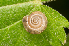 Trochulus striolatus