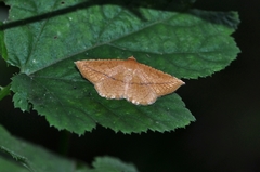 Striglina cancellata