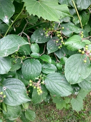 Cornus drummondii