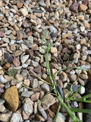 Poa annua