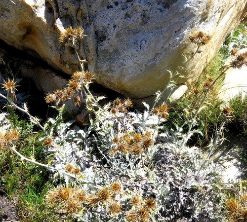Image of Berkheya francisci by no rights reserved