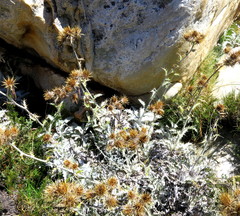 Berkheya francisci
