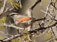 Brown-Crowned Tchagra photo 3