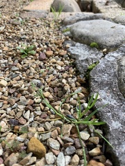 Poa annua