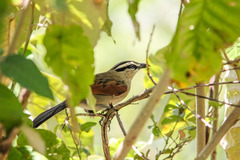 Brown-Crowned Tchagra photo 4