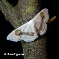 Problepsis conjunctiva