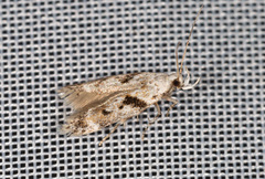 Caryocolum blandella