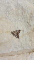 Eubolina impartialis