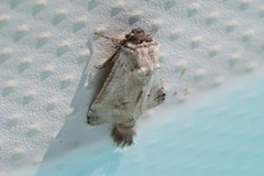Parahypopta caestrum