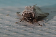 Parahypopta caestrum