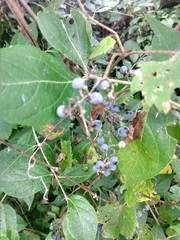 Vitis riparia
