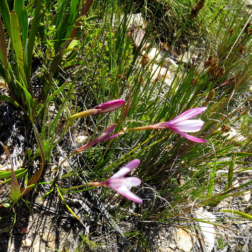 Image of Geissorhiza fourcadei by no rights reserved