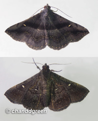 Hadennia jutalis