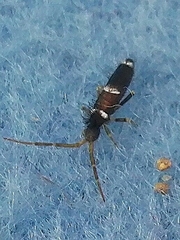 Entomobrya dorsalis