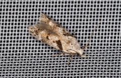 Caryocolum blandella