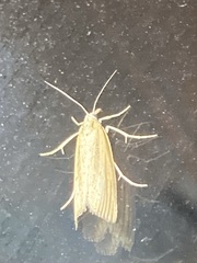 Agriphila straminella