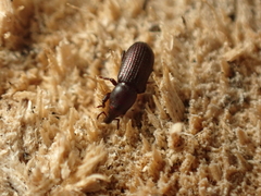 Phloeophagus lignarius