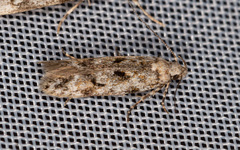 Caryocolum blandelloides