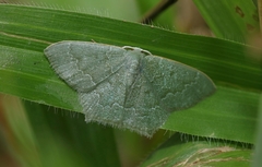 Thalassodes immissaria