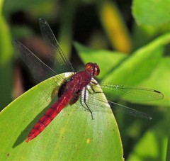 Erythemis mithroides