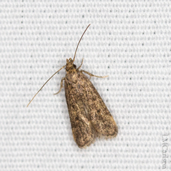Glyphidocera juniperella