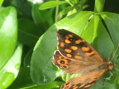 Pararge aegeria aegeria