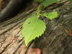 Phloeophagus lignarius