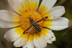 Dorycera grandis