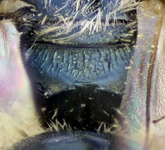 Lasioglossum lissonotus