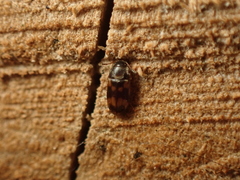 Litargus connexus