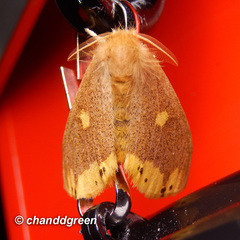 Euproctis quadrangularis