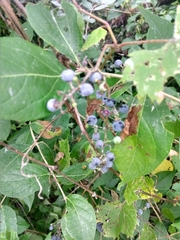 Vitis riparia