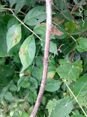 Vitis riparia