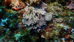 Ellisolandia elongata