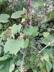 Vitis riparia