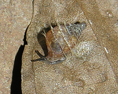 Fauxulus pereximius