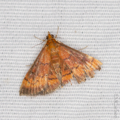 Pyrausta rubricalis