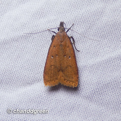 Dichomeris hamulifera